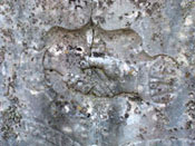Graveston John Edmund and Virginia Barret