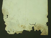 Rodent Damage Photo