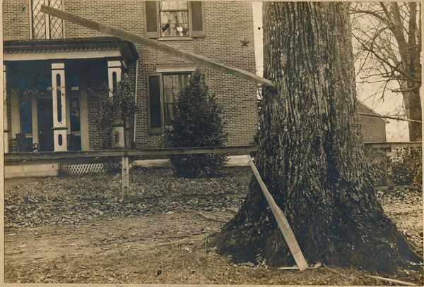 Timber driven by a tornado into a large tree