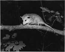Opossum