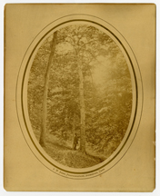 Daniel Boone Tree