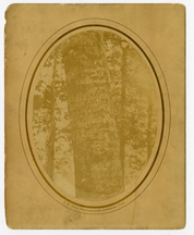 Daniel Boone Tree