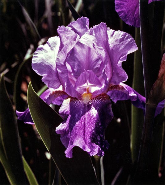 Iris