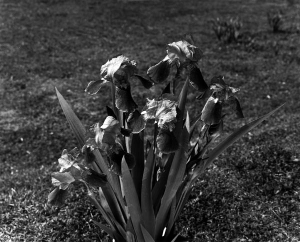 Purple Iris