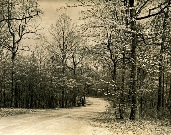 Dogwood trees in Montgomery Bell State Park