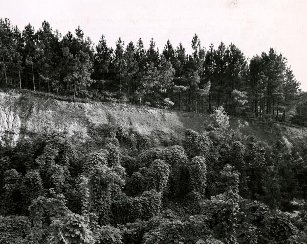 Loblolly pines planted in 1936