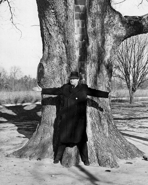 W. C. Kelly standing in front of the largest pecan tree in the world