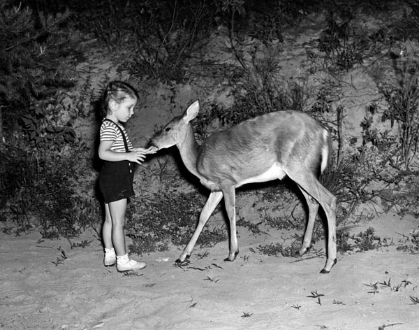 Nancy Gore feeding deer