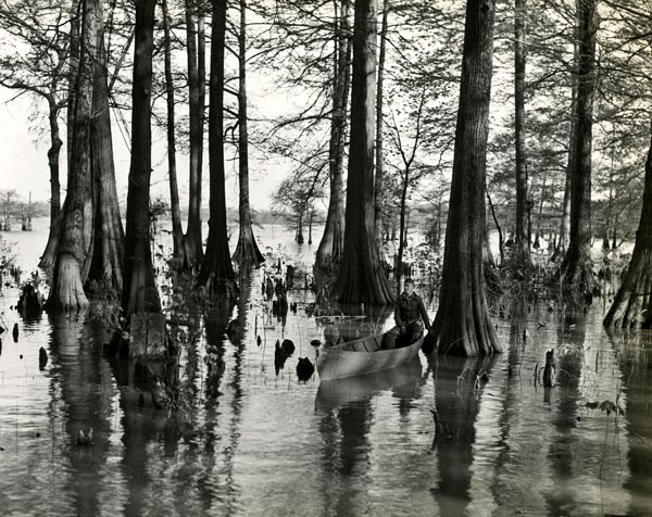Cypress trees in Reelfoot Lake