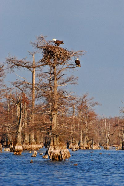 Bald eagles nesting at Reelfoot Lake
