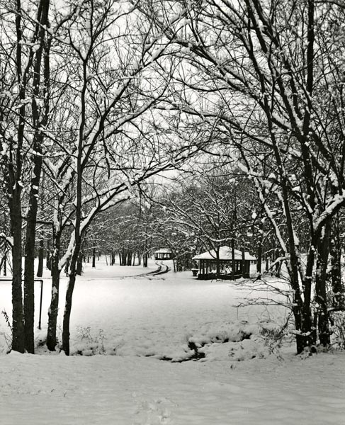 Snowfall in Percy Warner Park