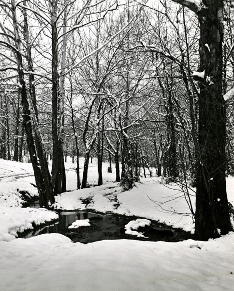 Snowfall in Percy Warner Park