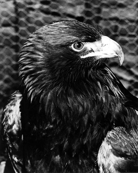 Golden Eagle