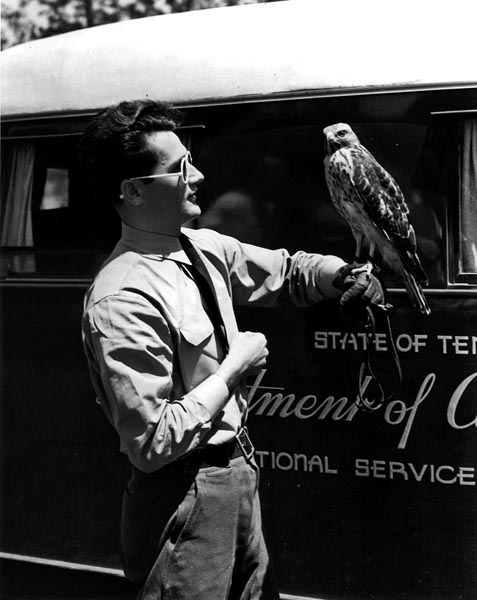 Hawk