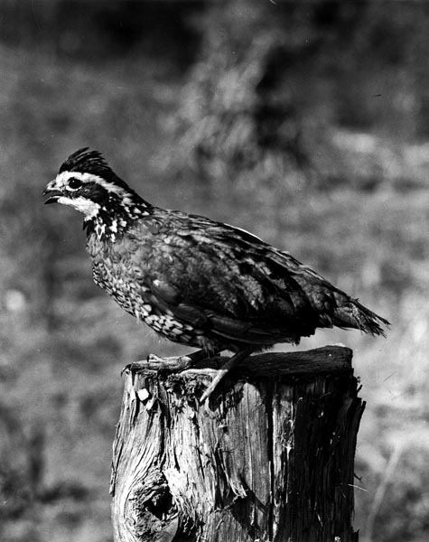 Northern Bobwhite