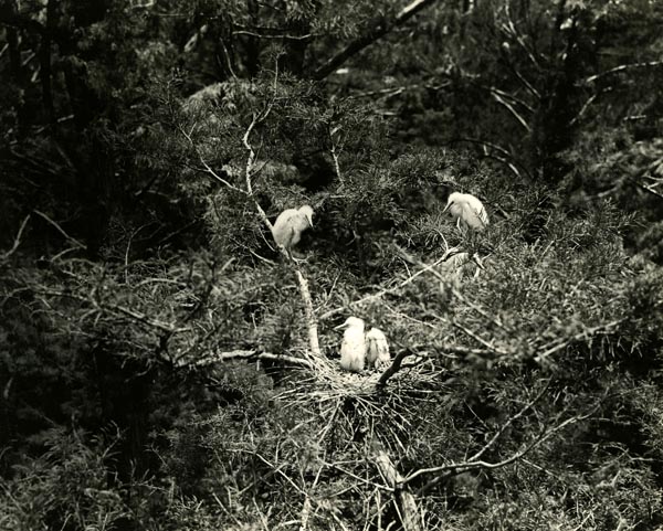Egrets