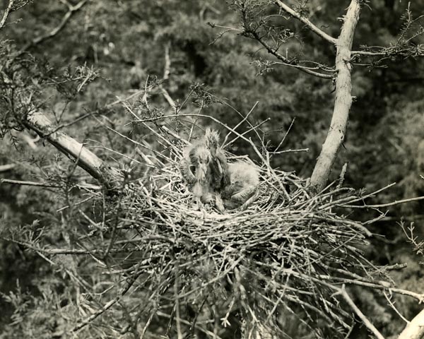 Blue herons