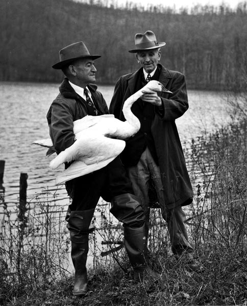 Bewick's Swan/Whistling Swan