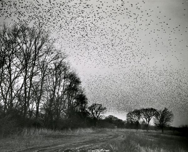 Robins, red-winged blackbirds, starlings, grackles, and cowbirds
