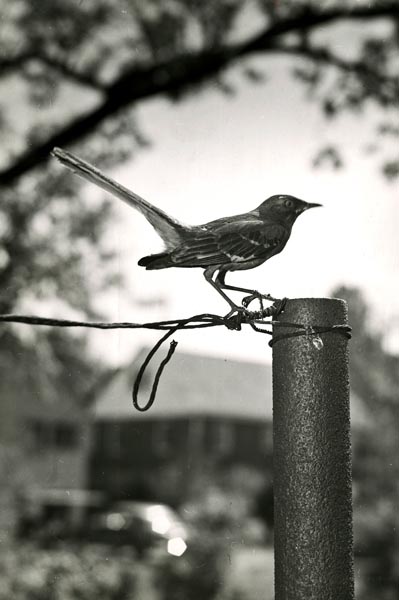 Northern Mockingbird