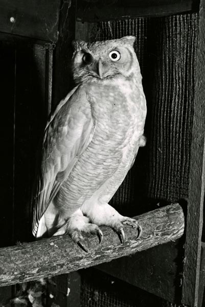 Albino Great Horned Owl