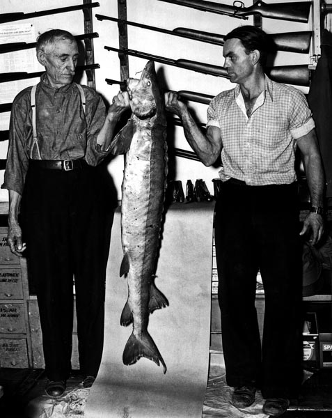 Lake Sturgeon