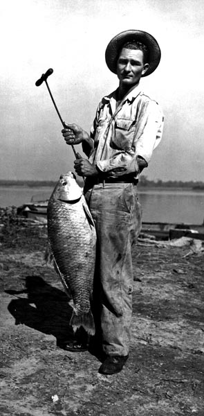 Bigmouth buffalo
