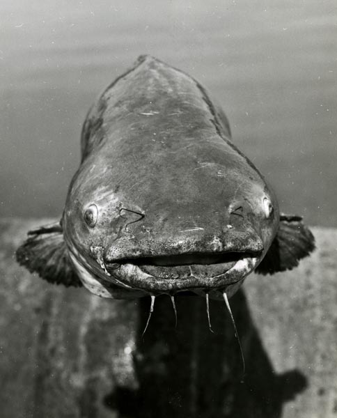 Channel catfish