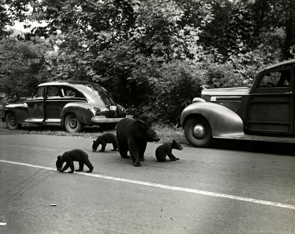 Black bears