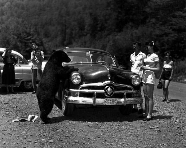 Black bear