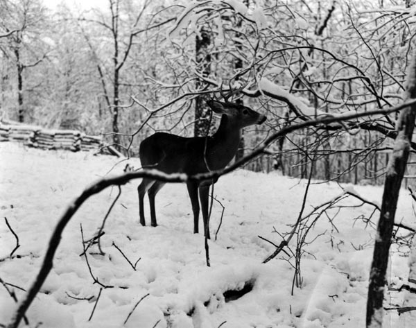 White-tailed deer