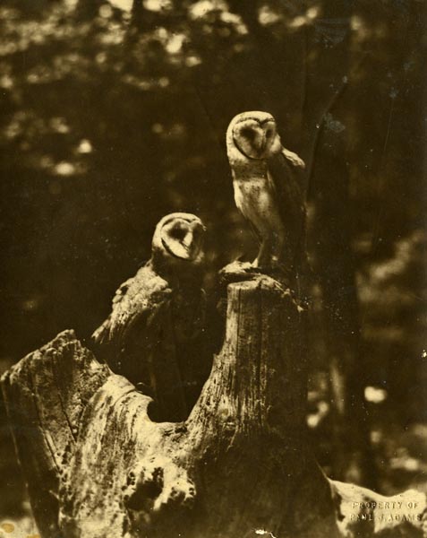 Barn Owls