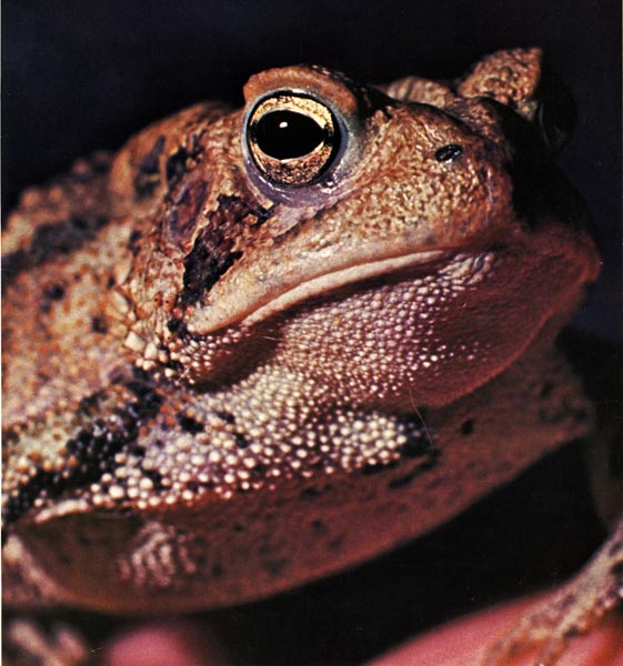 American toad