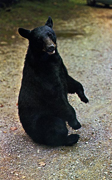 Black bear