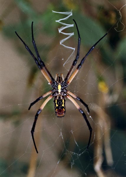 Black and yellow garden spider