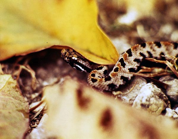 Pigmy rattlesnake
